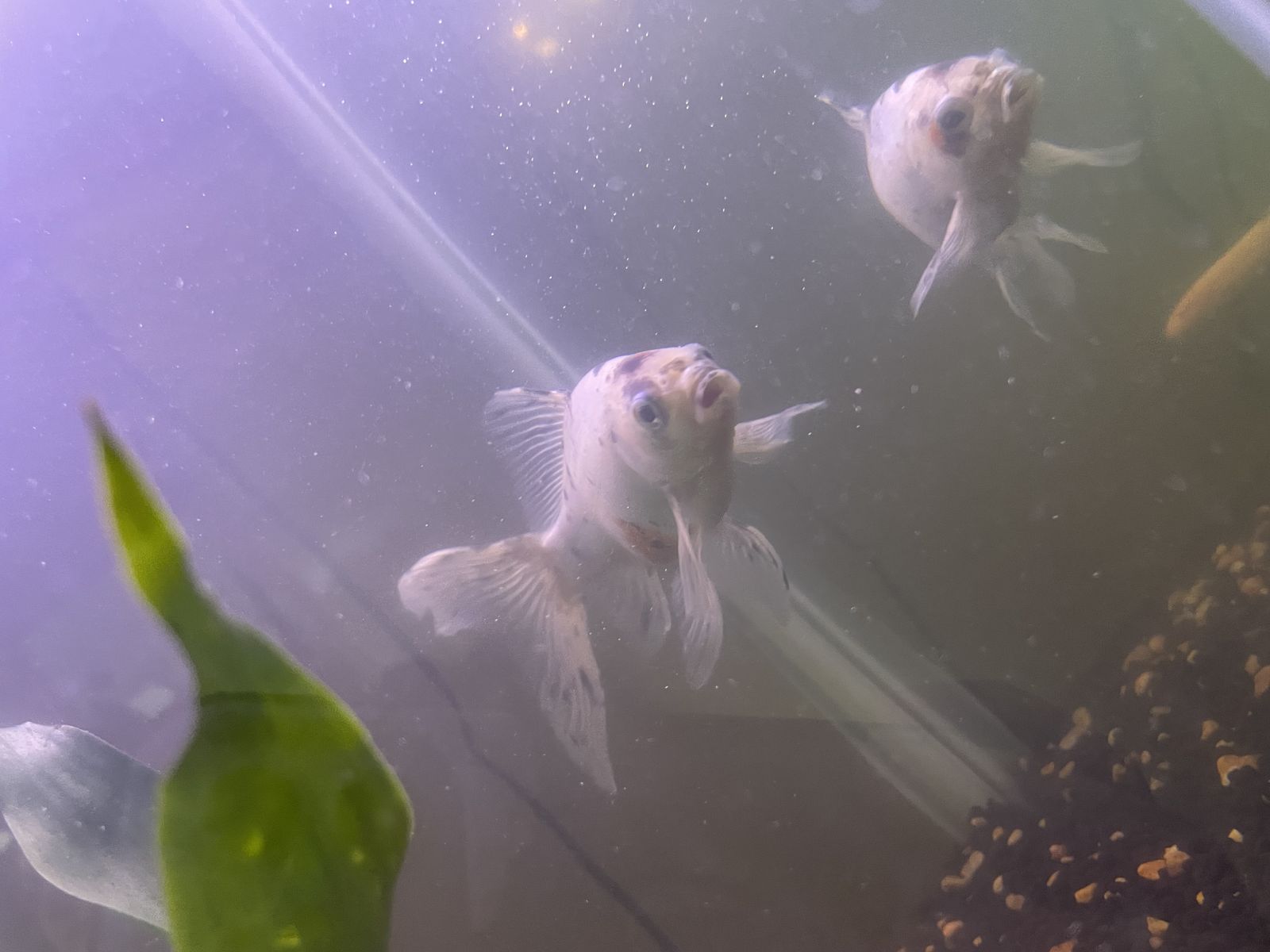 Koi fish