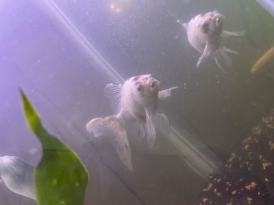 Koi fish