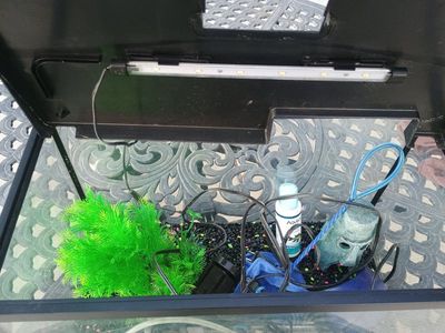 fish tank 10 gallons
