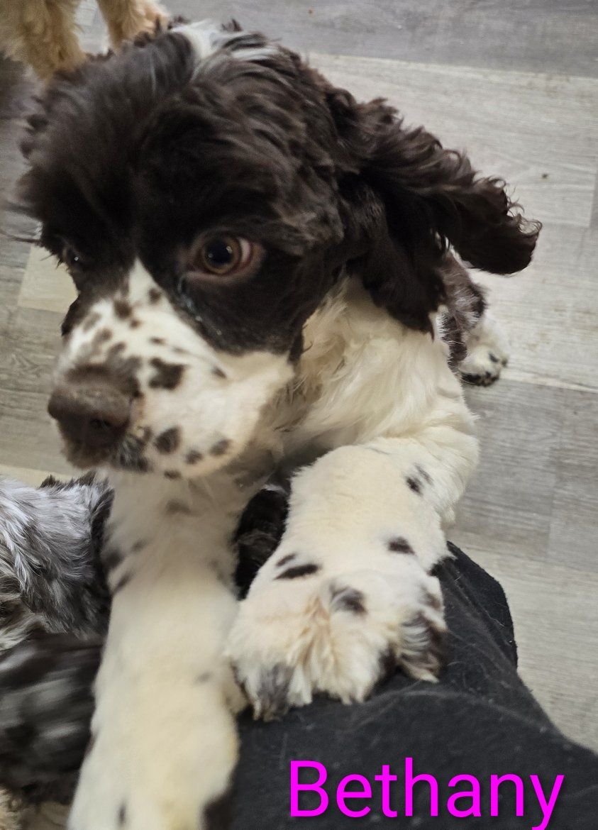 Adorable Cocker Spaniel Puppies - Bethany (F) & Billy Ray (M) - Ready for New Homes!