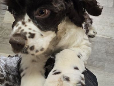 Adorable Cocker Spaniel Puppies - Bethany (F) & Billy Ray (M) - Ready for New Homes!