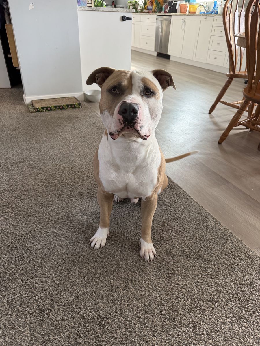 4 year old Pittbull 
