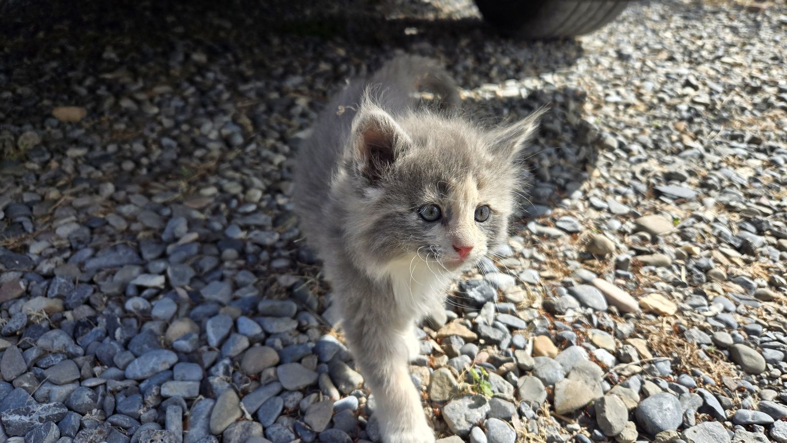 Free Kitten - Gray Female