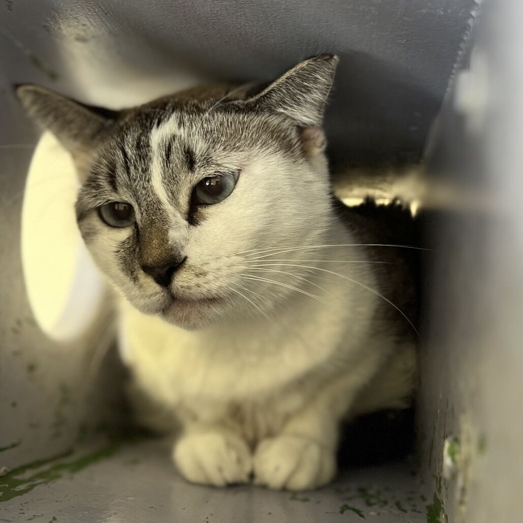 Hello my name is Etouffee