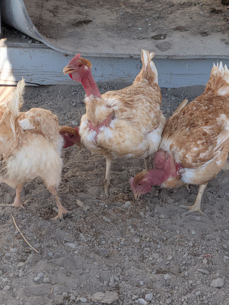 Turken neck hens