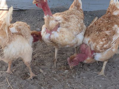 Turken neck hens