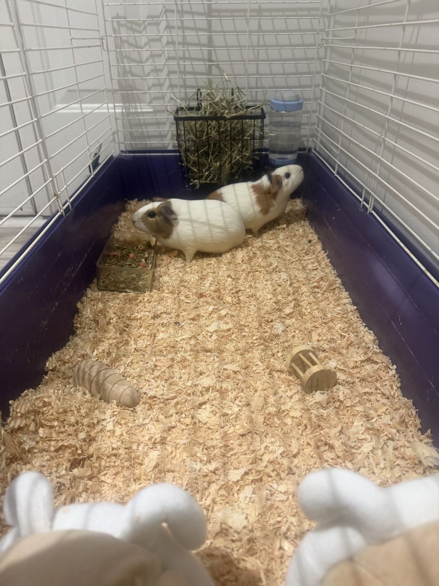 Two Adorable Guinea Pigs (Bonded Pair) - Seeking New Home