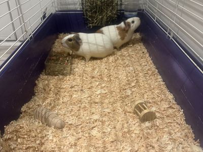 Two Adorable Guinea Pigs (Bonded Pair) - Seeking New Home