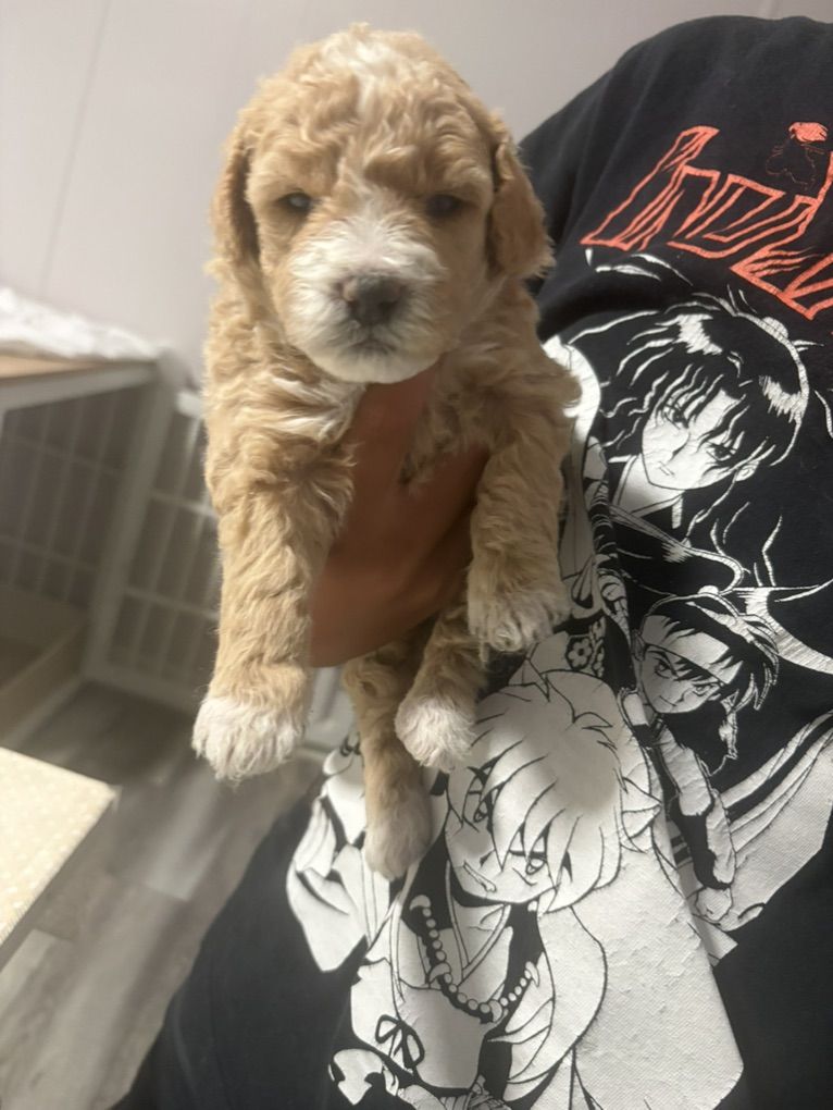 mini Goldendoodles