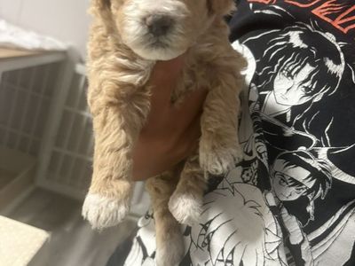 mini Goldendoodles