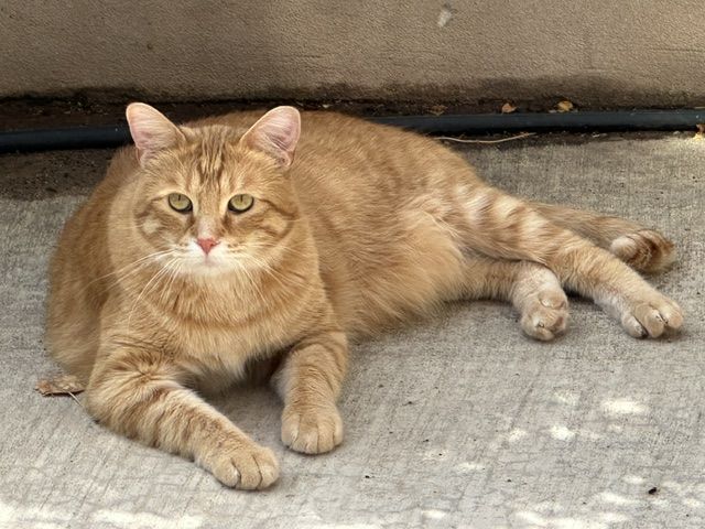 3 Year-Old, Large, Neutered Male FREE TO GOOD HOME