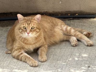 3 Year-Old, Large, Neutered Male FREE TO GOOD HOME