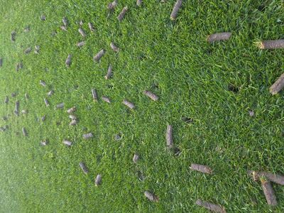 lawncare services aeration and dethatching/power r