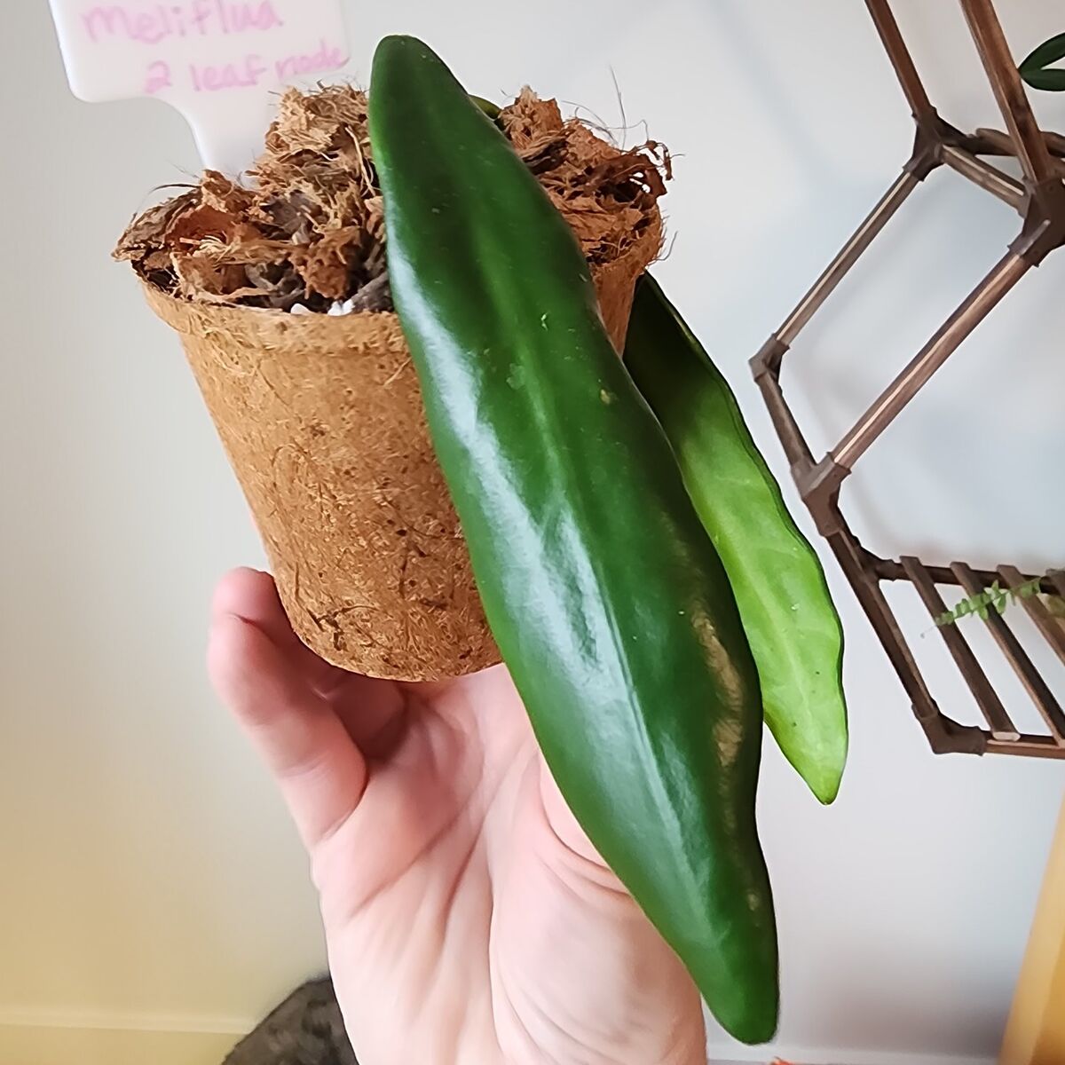 Hoya Meliflua in 4-Inch Coco pot