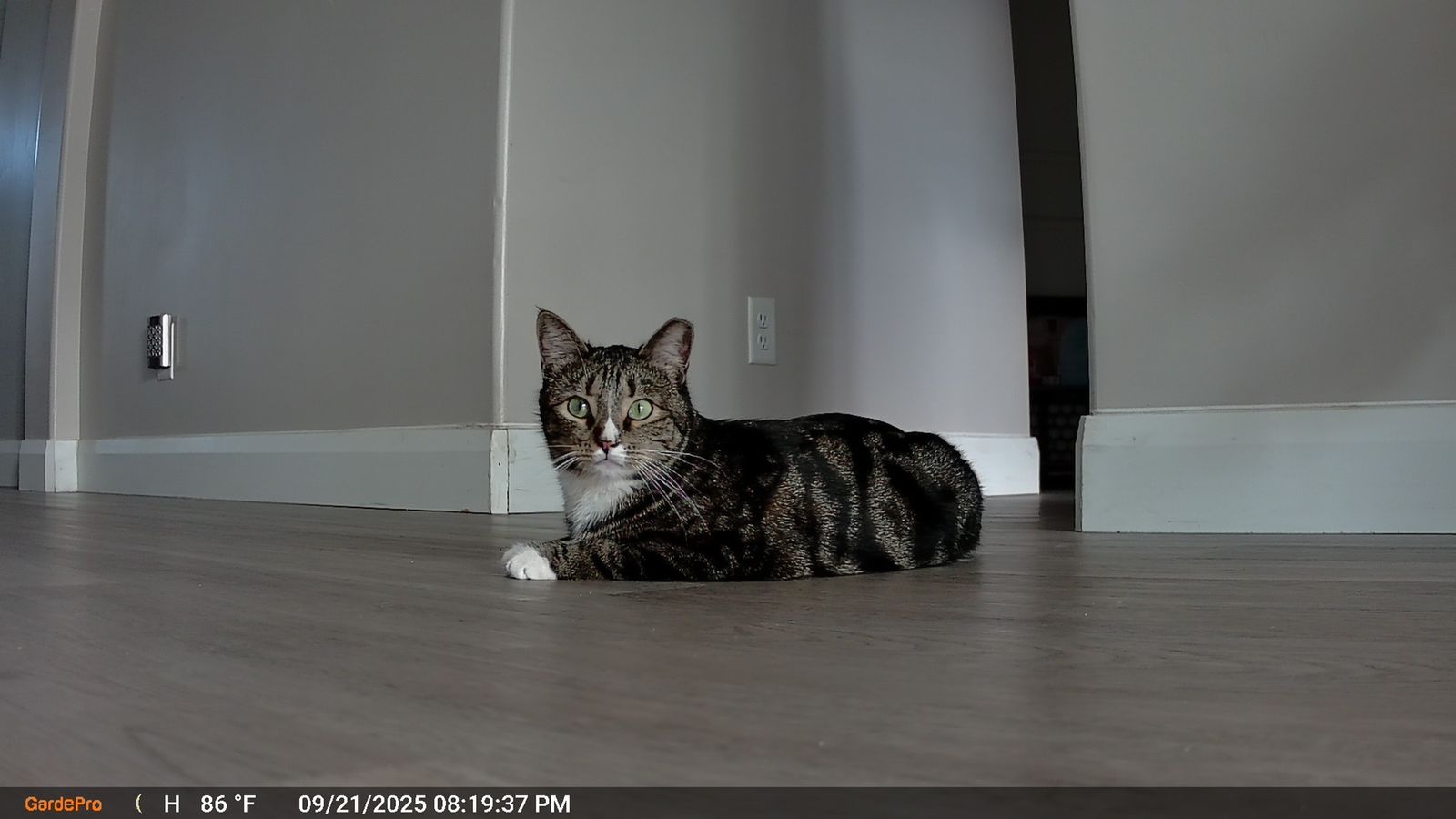 Friendly feline