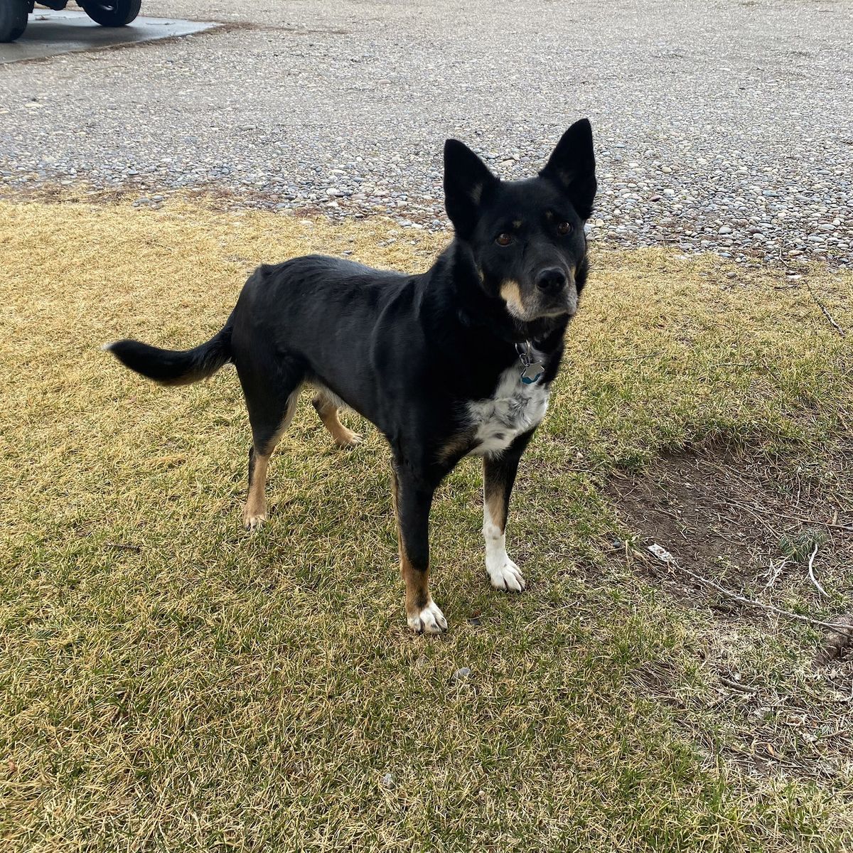Australian Kelpie - Border Collie Cross