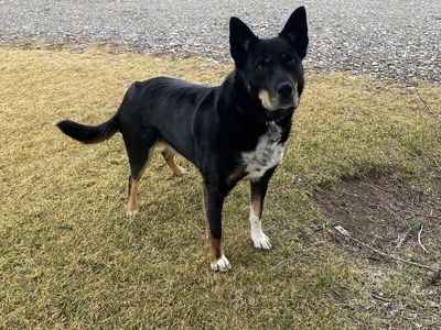 Australian Kelpie - Border Collie Cross