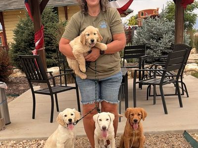 AKC Golden Retriever TRAINED lab. service therapy