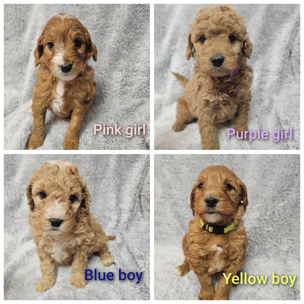 Goldendoodle puppies