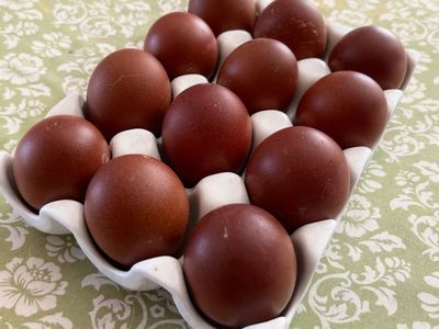 fertile Black copper maran eggs