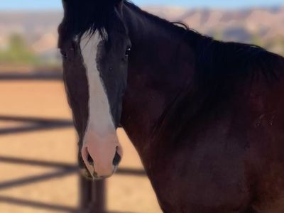 2021 AQHA Black Gelding