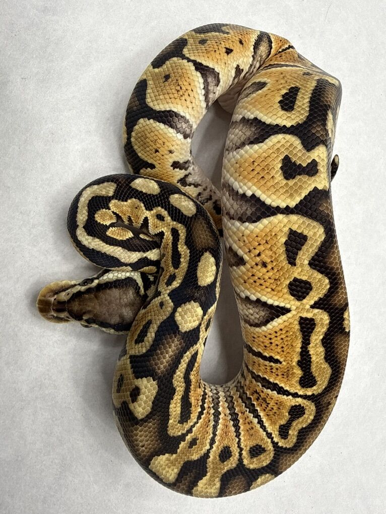 Enchi Special Pastel Het Clown