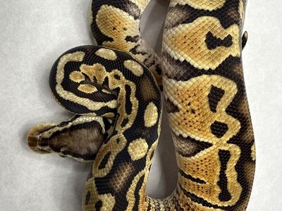 Enchi Special Pastel Het Clown