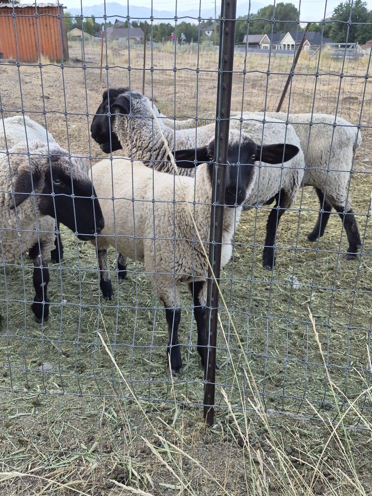 Suffolk-Hampshire Cross Sheep