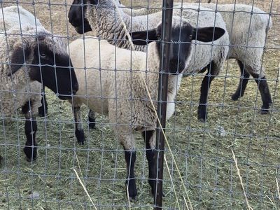 Suffolk-Hampshire Cross Sheep