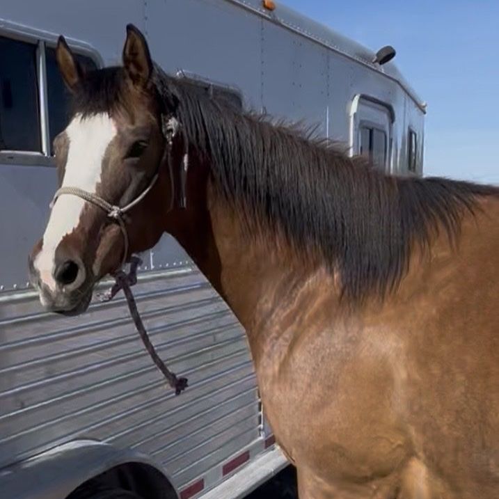 Dun Mare Available for Sale or Onsite Care Lease