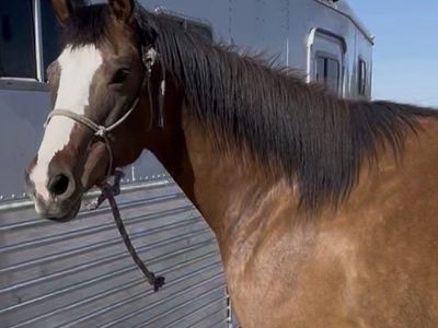 Dun Mare Available for Sale or Onsite Care Lease