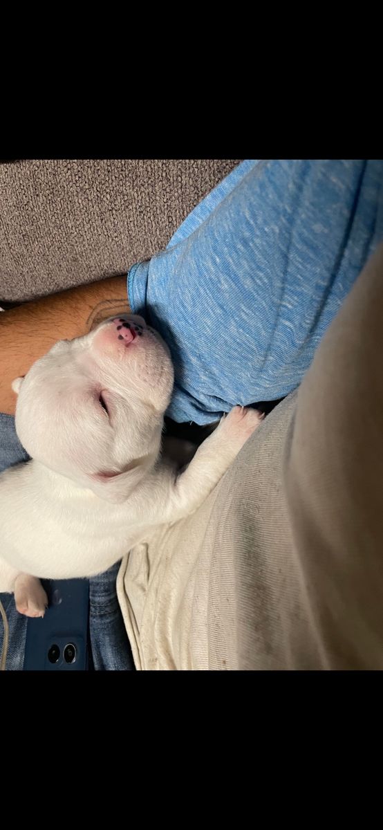Puppies for sale