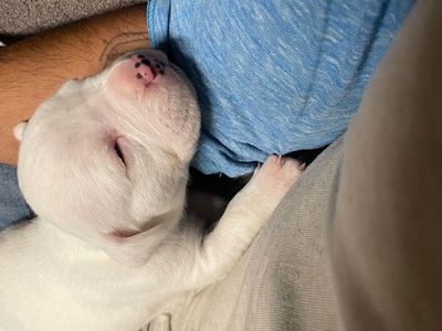 Puppies for sale