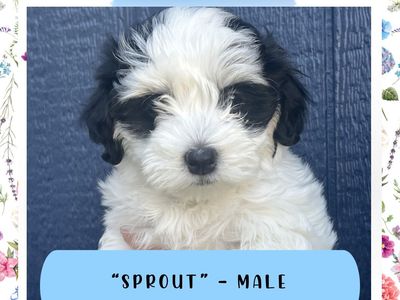 Havanese Puppies