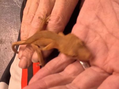 Red Patternless Juvenile Crested Gecko