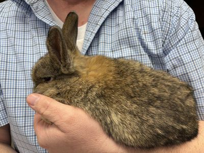 Female Holland Lop mix