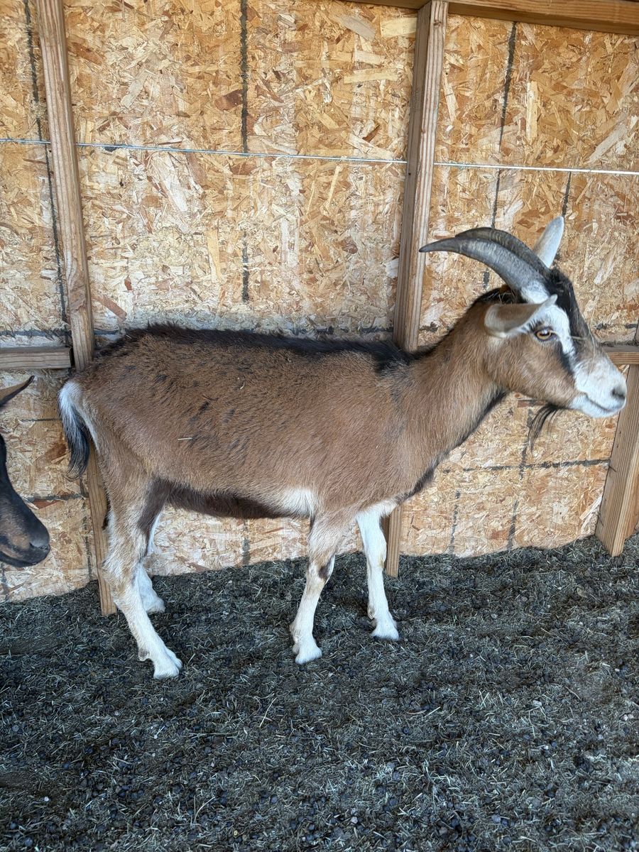 Alpine/lamancha wether