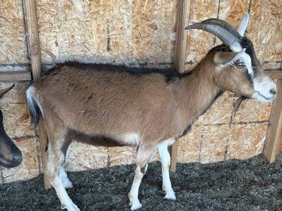 Alpine/lamancha wether