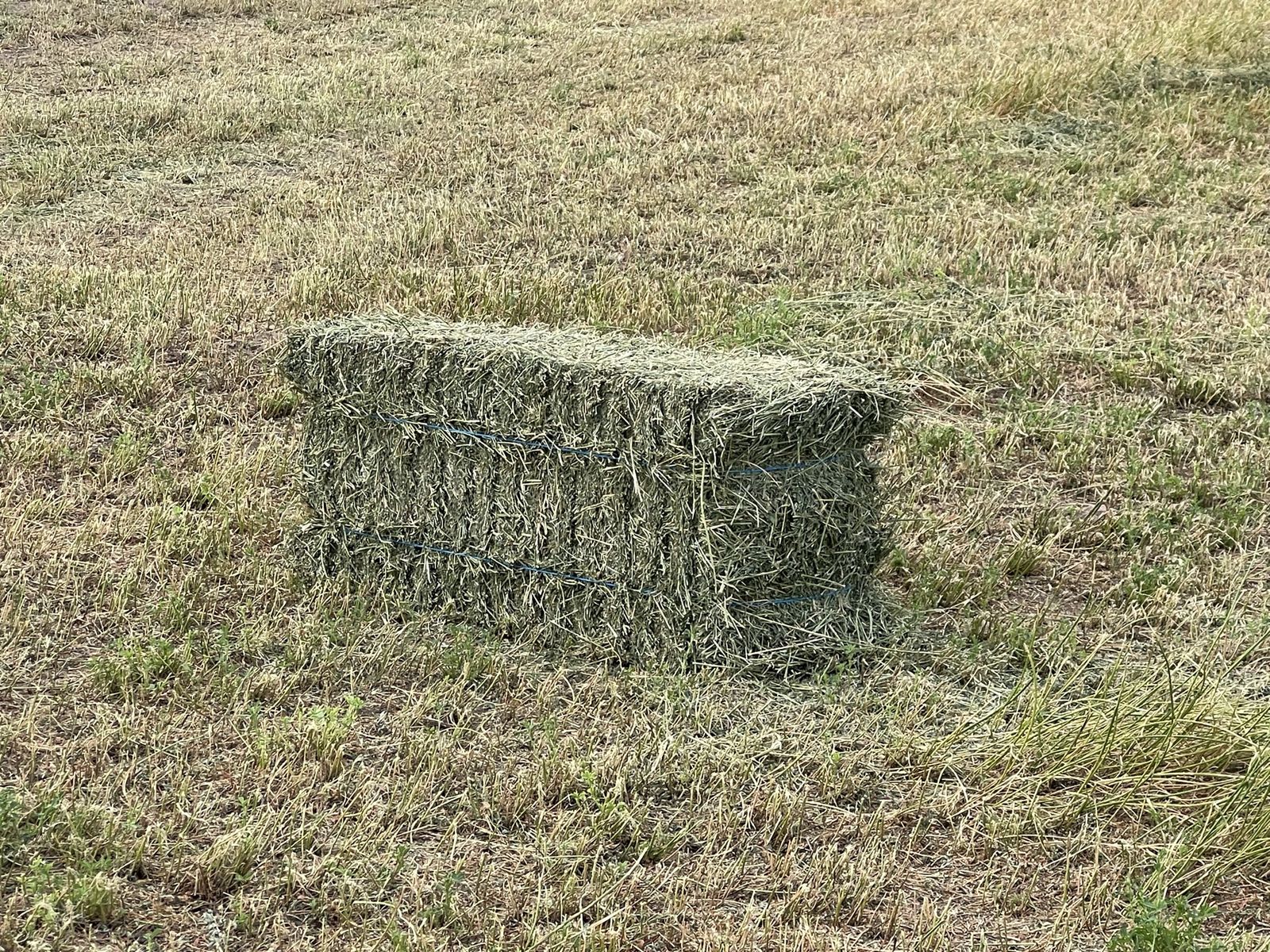Alfalfa Small Bales