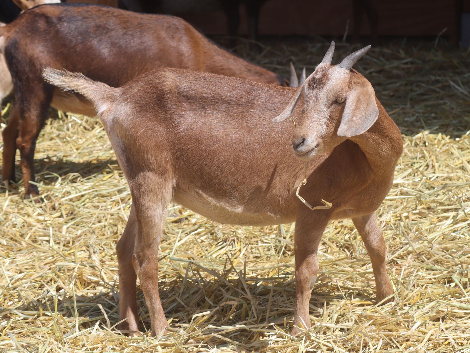 Goat Starter Herd