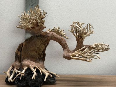 Bonsai tree driftwood for aquarium