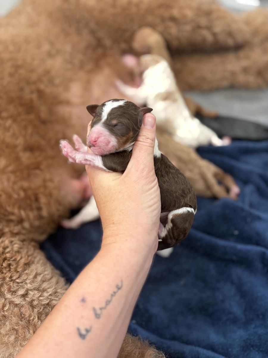 AKC Poodle Puppies - GUARDIAN HOMES NEEDED!