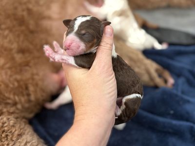 AKC Poodle Puppies - GUARDIAN HOMES NEEDED!