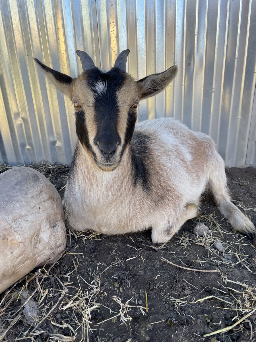 ADGA Nigerian Dwarf Doe Goat