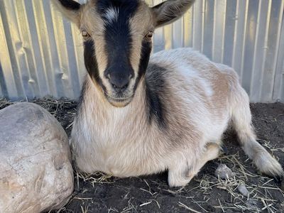ADGA Nigerian Dwarf Doe Goat