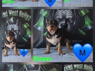 Elite American XL bully puppies