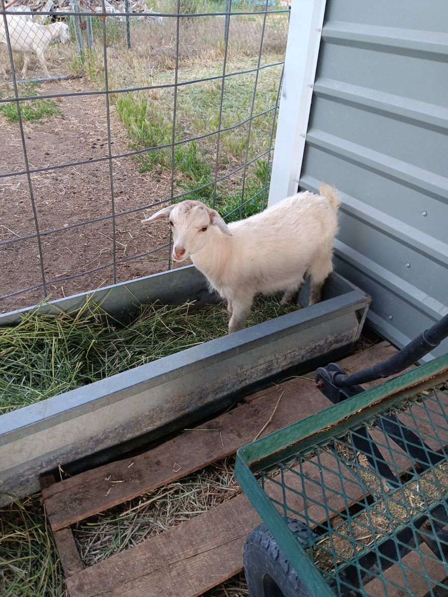 Nigora doeling (goat)