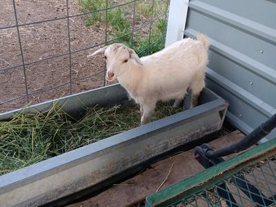 Nigora doeling (goat)