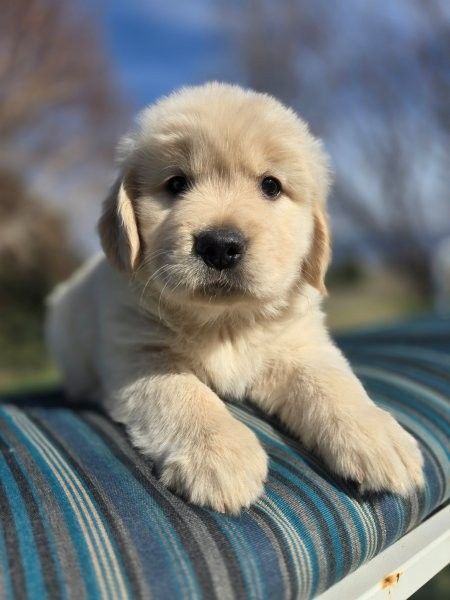 Golden Retriever Puppies  OFA AKC