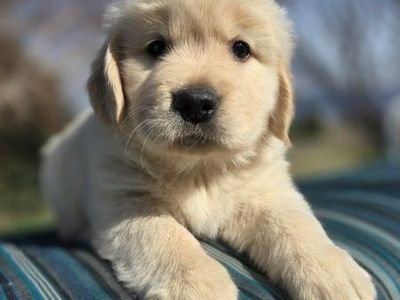 Golden Retriever Puppies OFA AKC